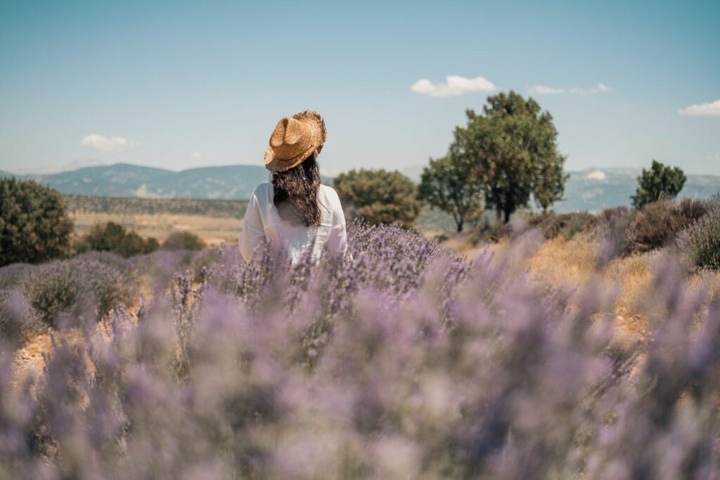 campi di lavanda di santa luce a pisa